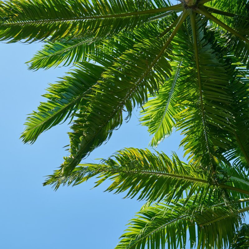 Palm tree leaves in front of blue sky