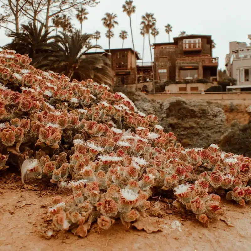 Ocean plants on the beach in front of coastal homes