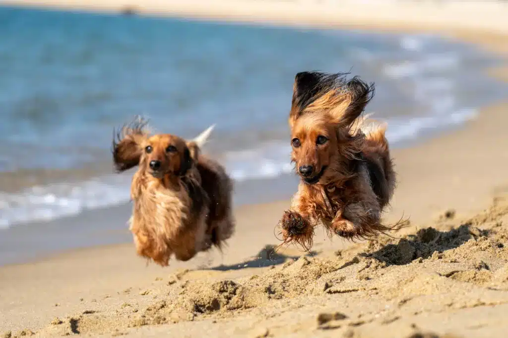 Two dogs running along the water at the beach