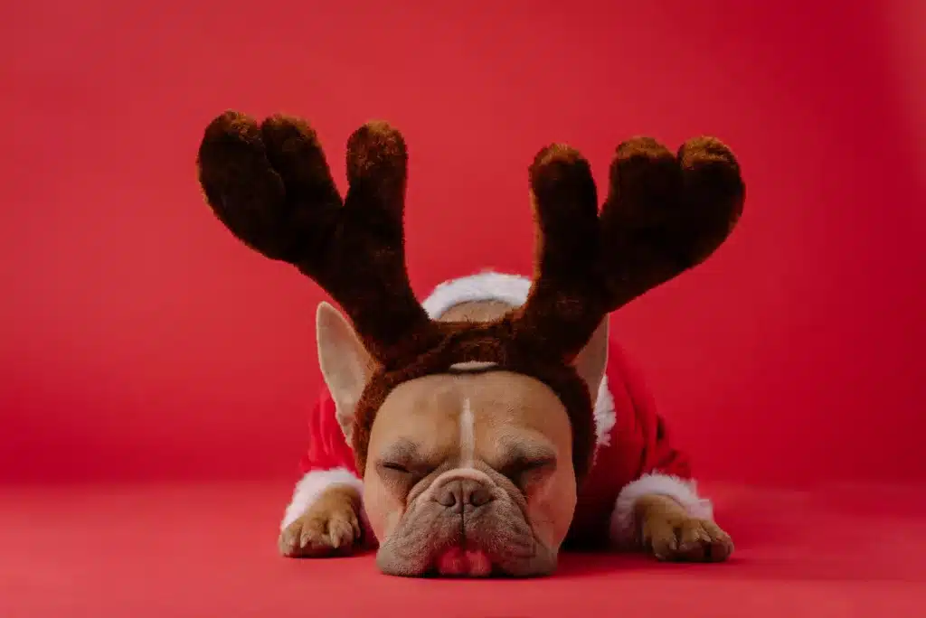 Dog sleeping in front of a red background wearing reindeer ears and a holiday sweater.