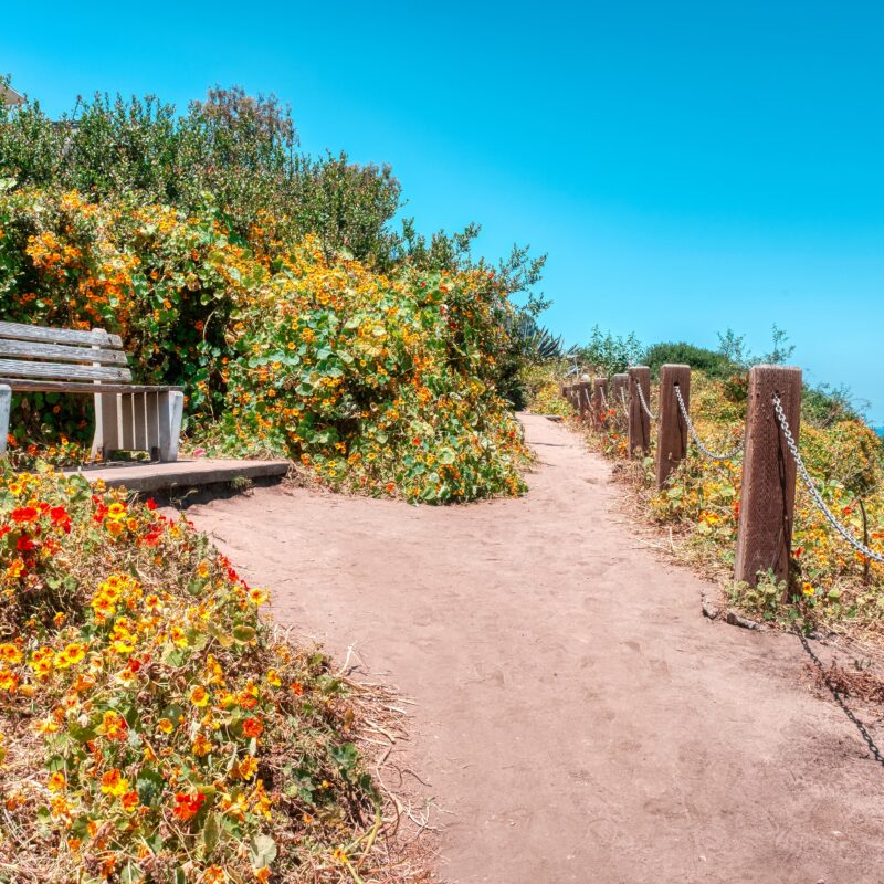 A bench on a cliff surrounded by flowers
