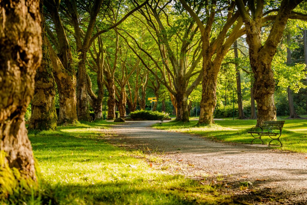 Park Path with Park Bench and Tall Trees